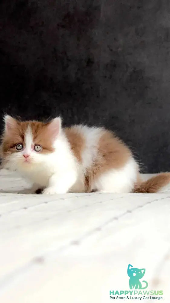 Harry British Longhair male cinnamon bicolour - live animals