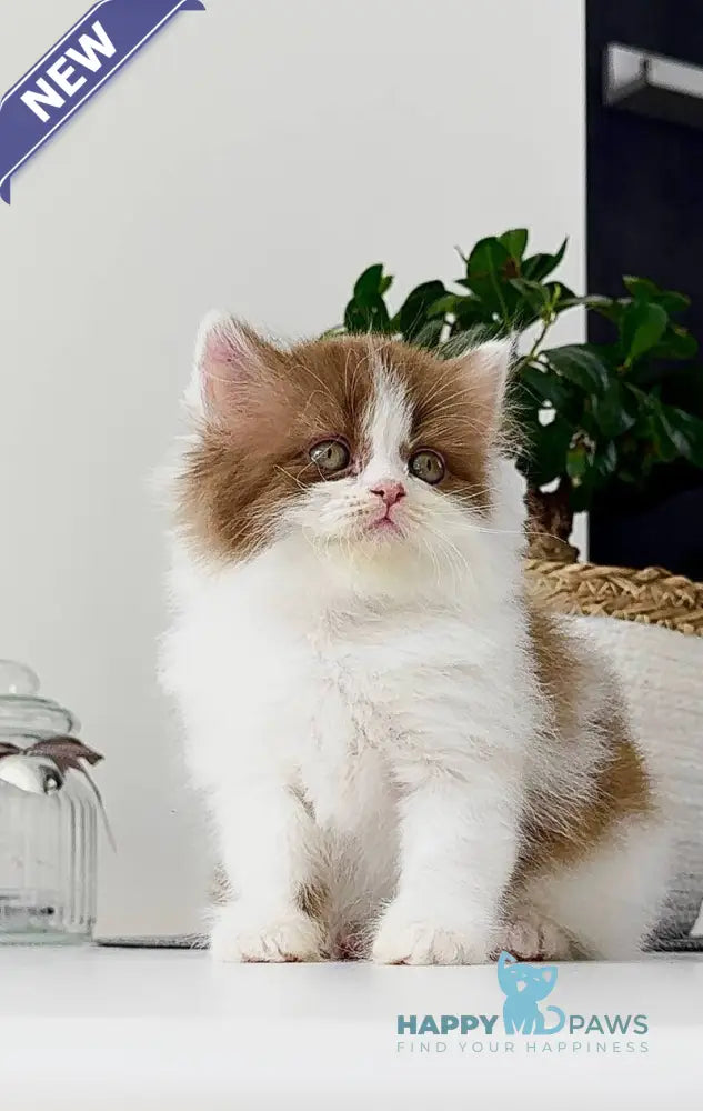 Harry British Longhair male cinnamon bicolour - live animals