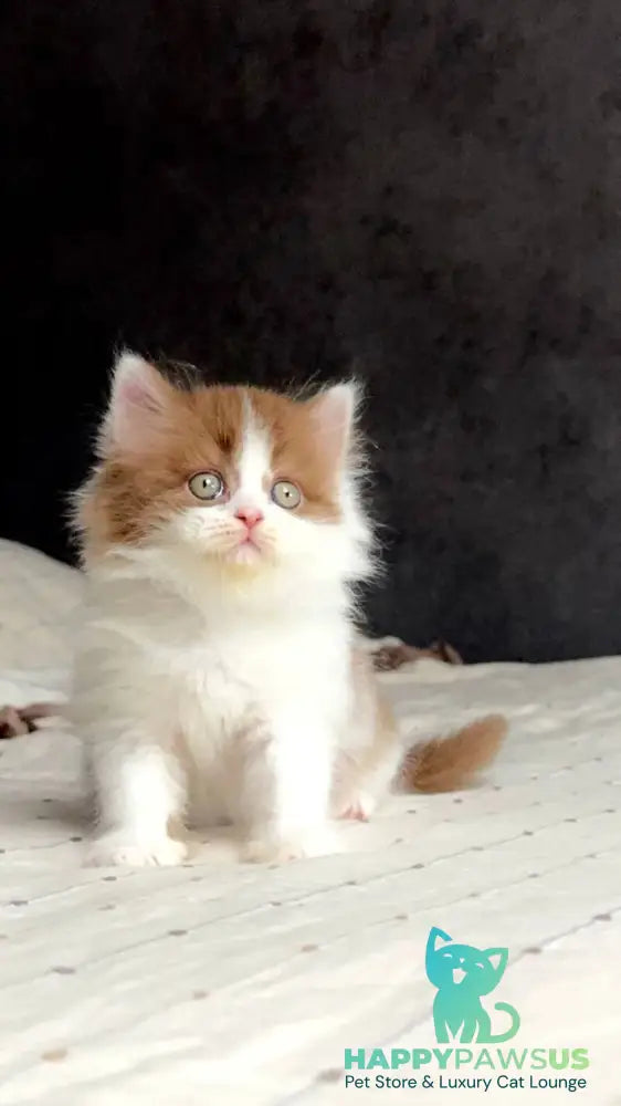 Harry British Longhair male cinnamon bicolour - live animals