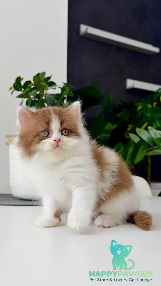Harry British Longhair male cinnamon bicolour - live animals