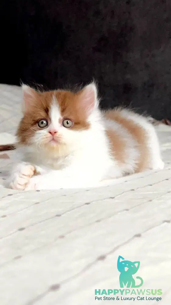 Harry British Longhair male cinnamon bicolour - live animals