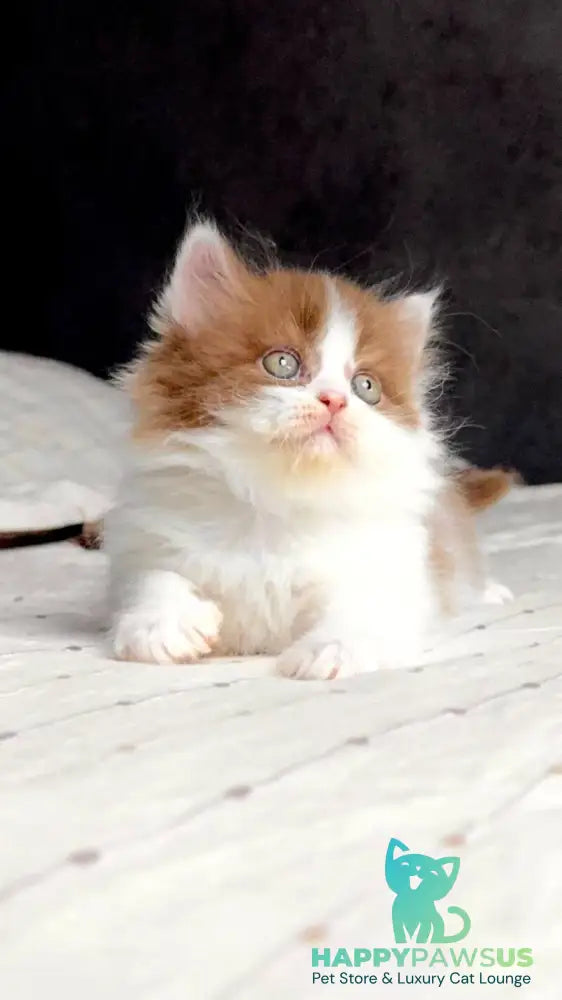 Harry British Longhair male cinnamon bicolour - live animals