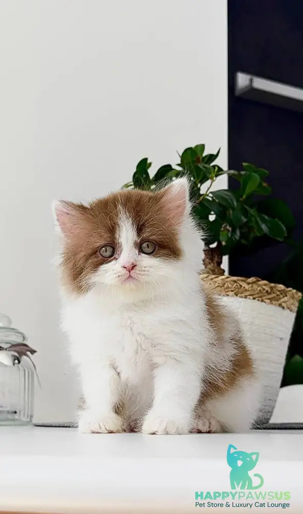 Harry British Longhair male cinnamon bicolour - live animals
