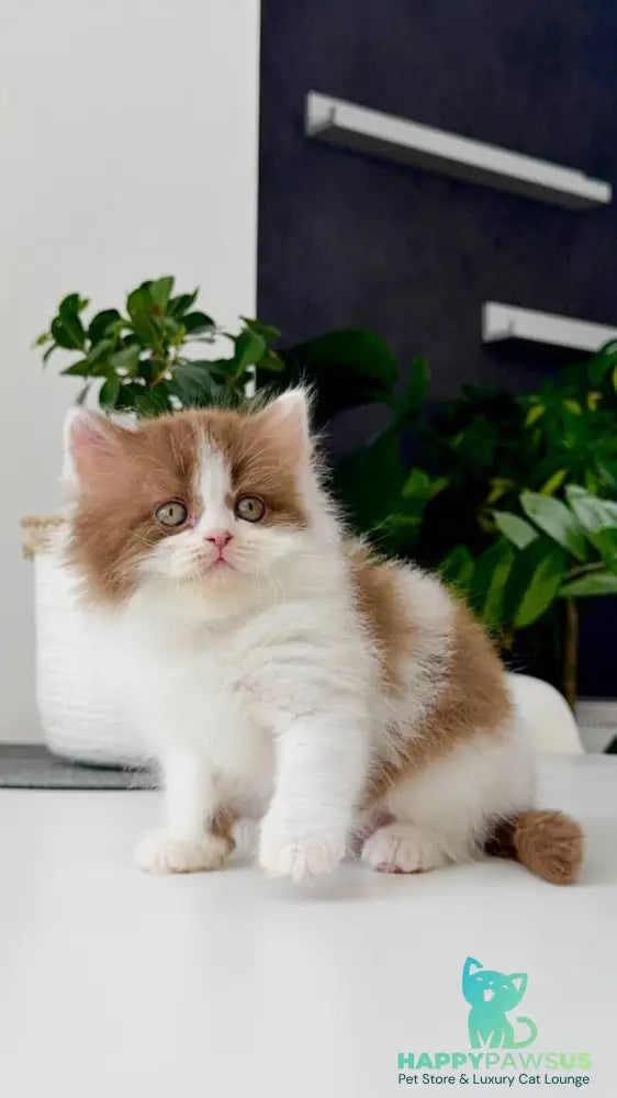 Harry British Longhair male cinnamon bicolour - live animals
