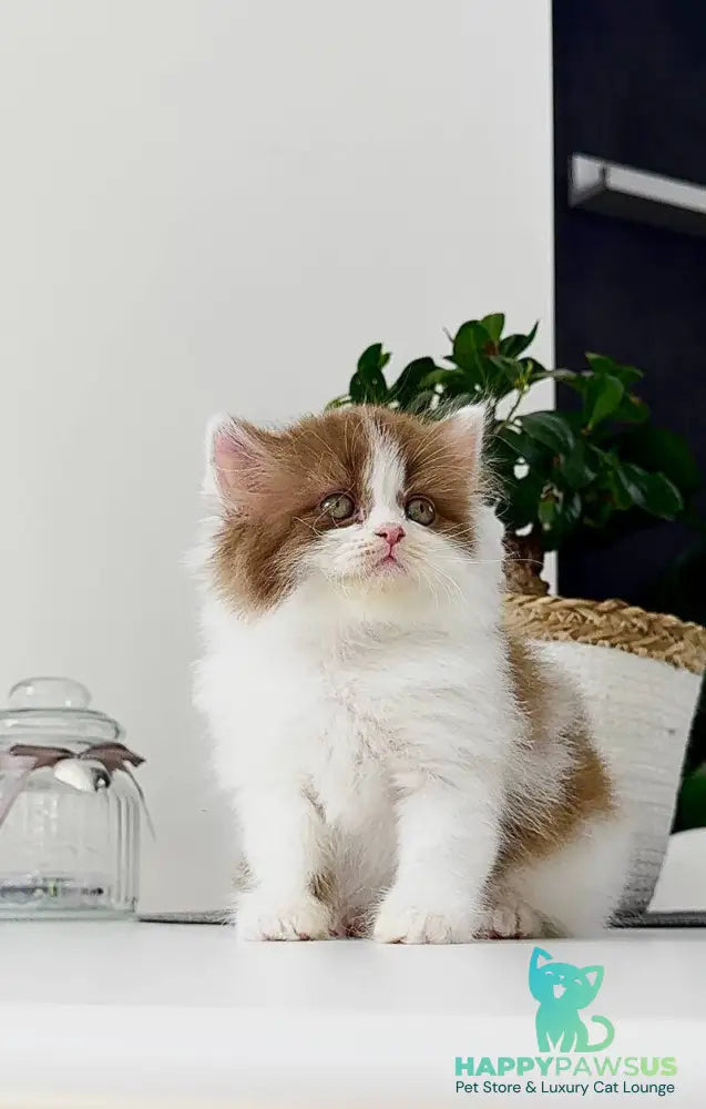 Harry British Longhair male cinnamon bicolour - live animals