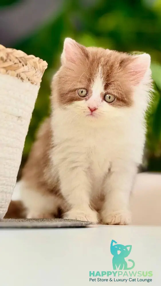 Harry British Longhair male cinnamon bicolour - live animals