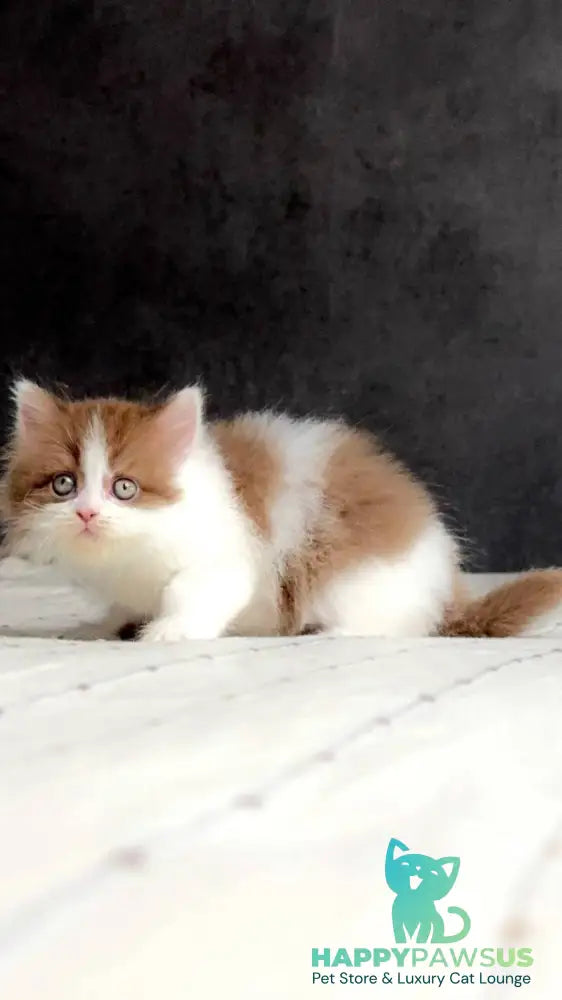 Harry British Longhair male cinnamon bicolour - live animals