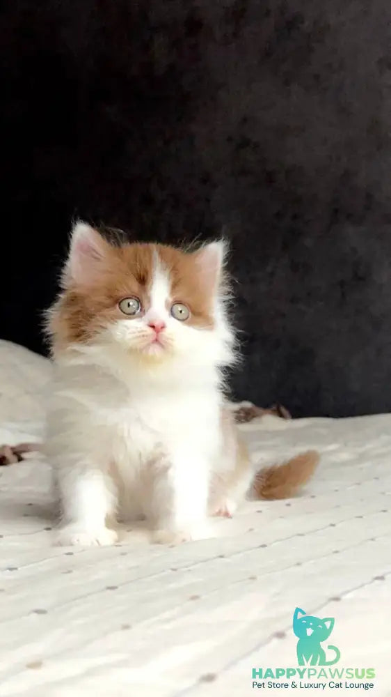Harry British Longhair male cinnamon bicolour - live animals