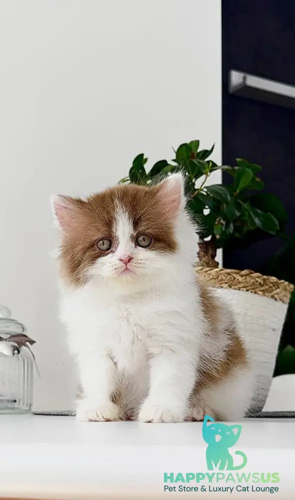 Harry British Longhair male cinnamon bicolour - live animals