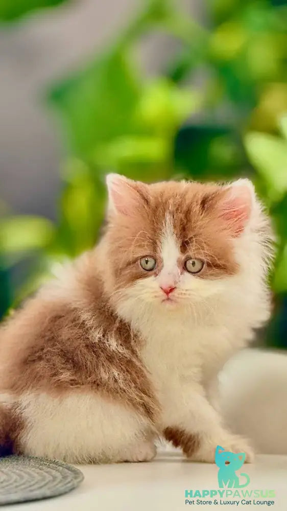 Harry British Longhair male cinnamon bicolour - live animals