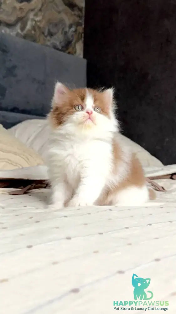 Harry British Longhair male cinnamon bicolour - live animals