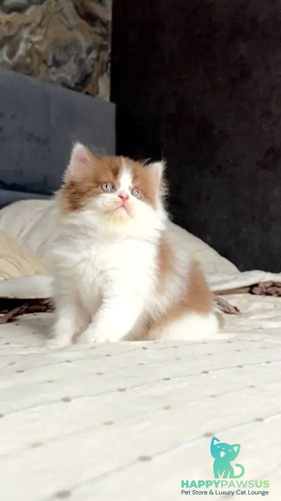 Harry British Longhair male cinnamon bicolour - live animals
