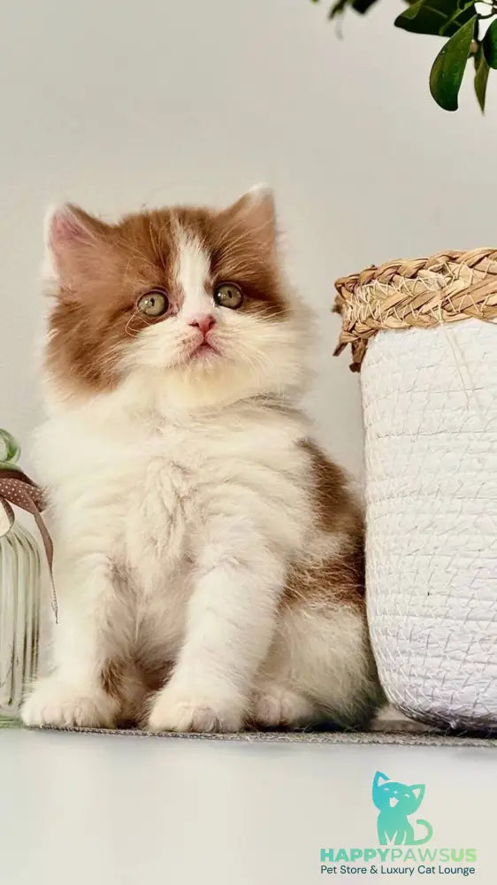 Harry British Longhair male cinnamon bicolour - live animals