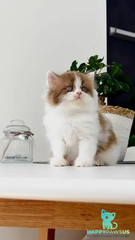 Harry British Longhair male cinnamon bicolour - live animals