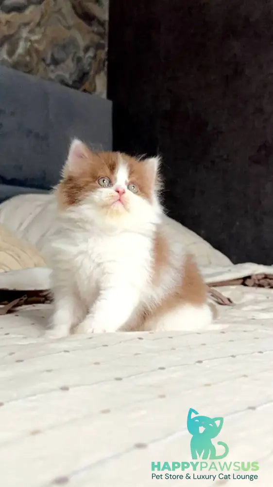 Harry British Longhair male cinnamon bicolour - live animals