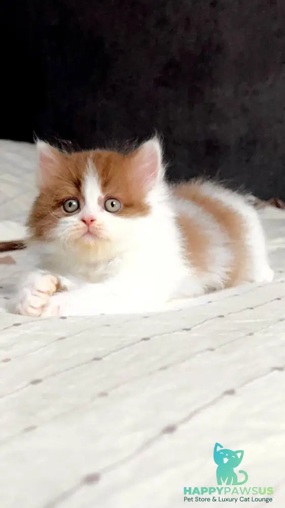 Harry British Longhair male cinnamon bicolour - live animals