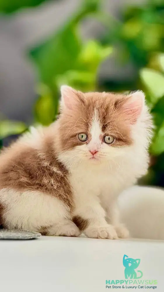 Harry British Longhair male cinnamon bicolour - live animals