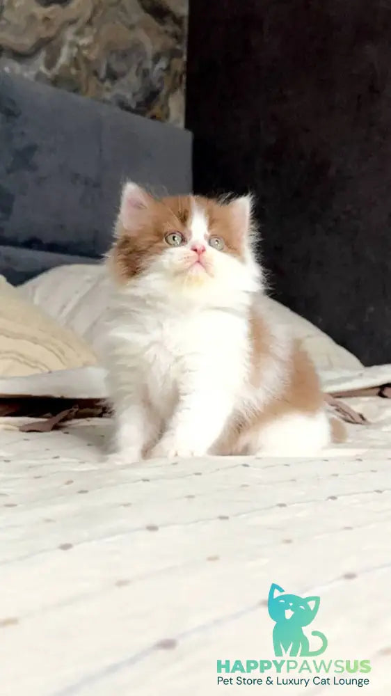Harry British Longhair male cinnamon bicolour - live animals