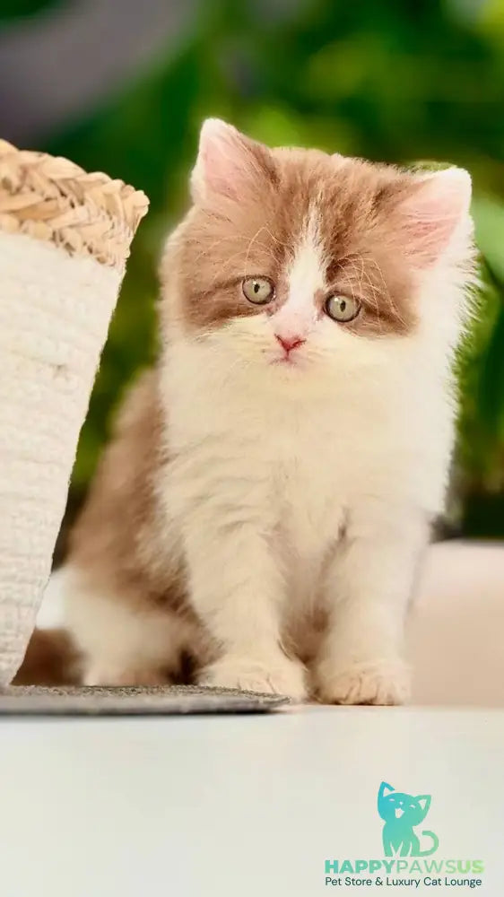 Harry British Longhair male cinnamon bicolour - live animals
