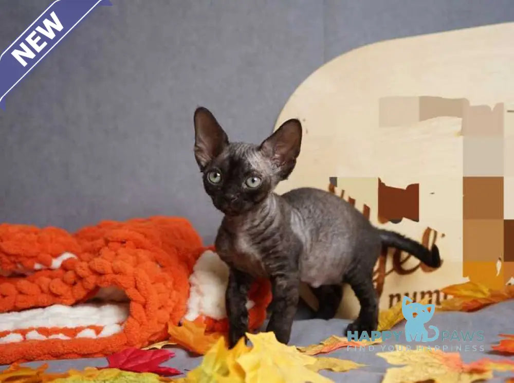Harry Devon Rex male black live animals
