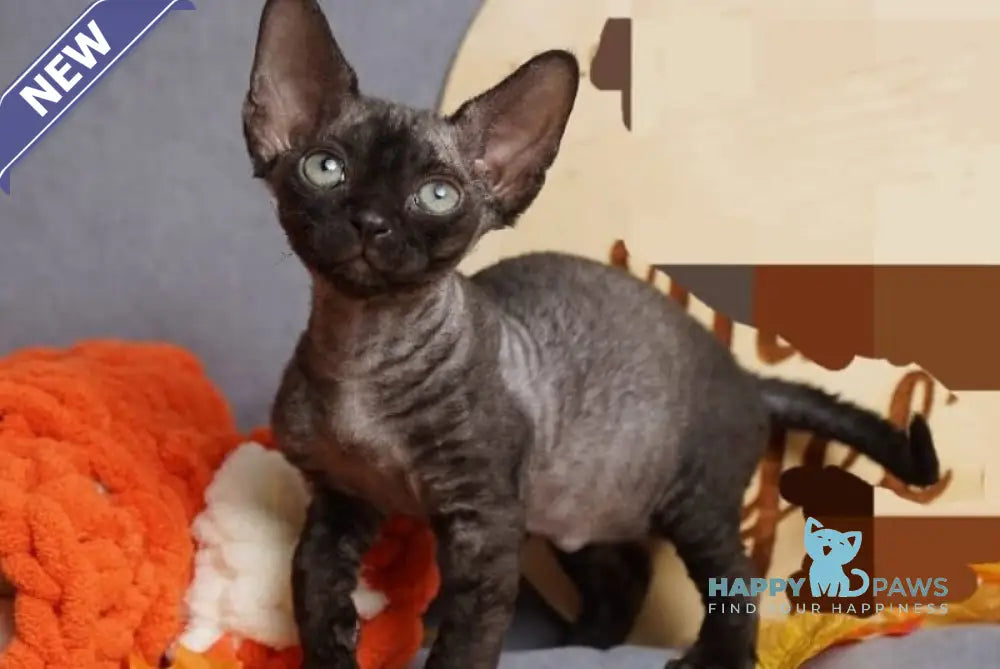 Harry Devon Rex male black live animals