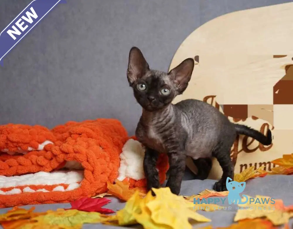 Harry Devon Rex male black live animals