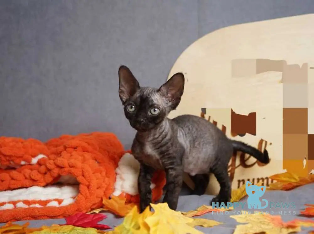Harry Devon Rex male black live animals