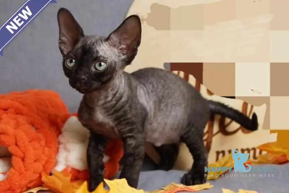 Harry Devon Rex male black live animals