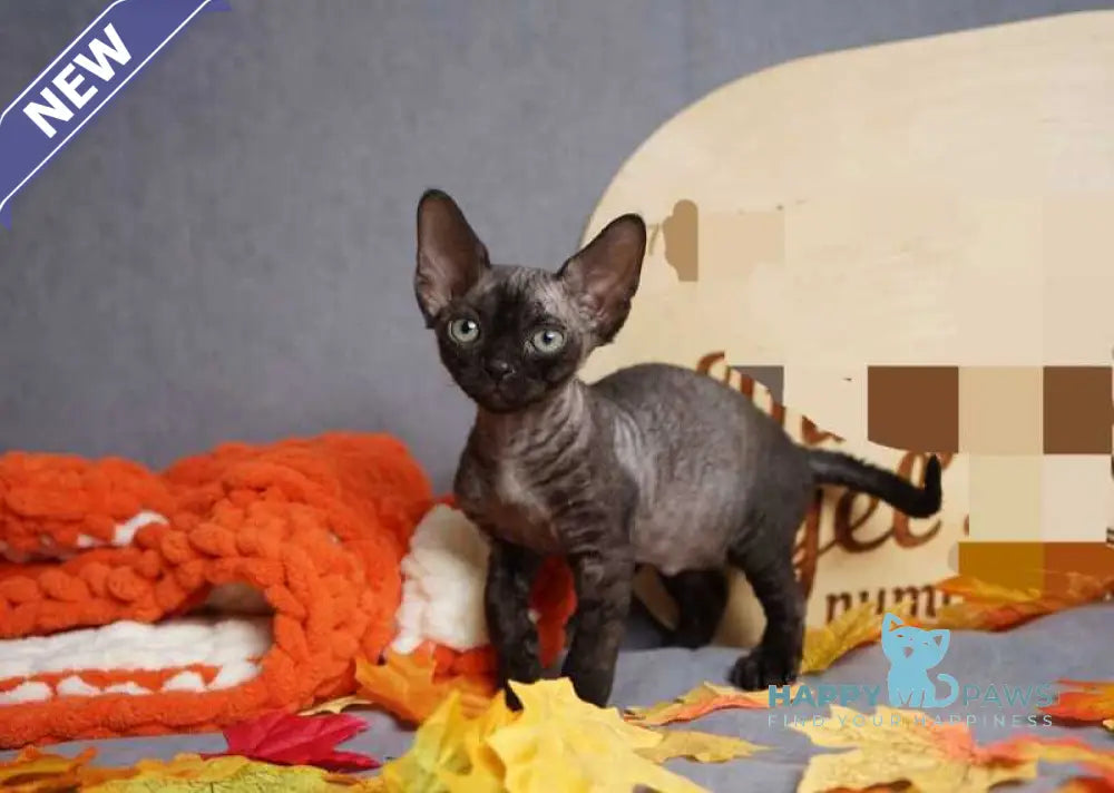 Harry Devon Rex male black live animals