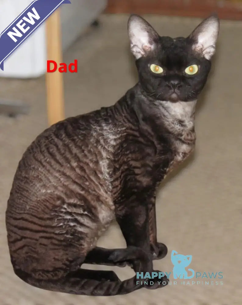 Harry Devon Rex male white live animals