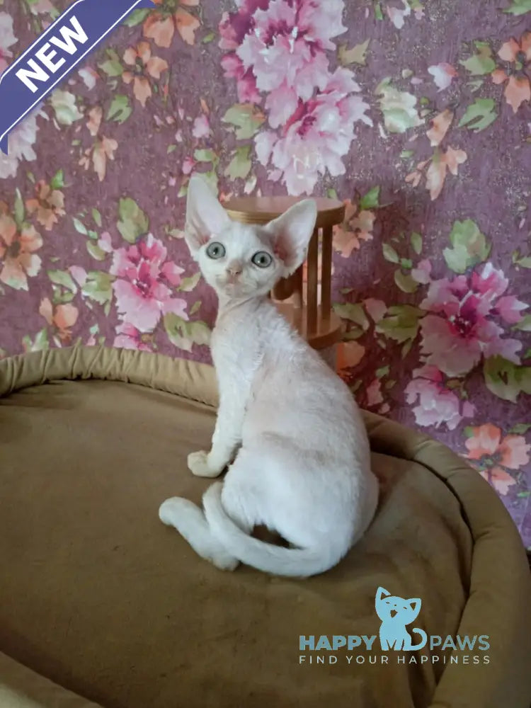Harry Devon Rex male white live animals