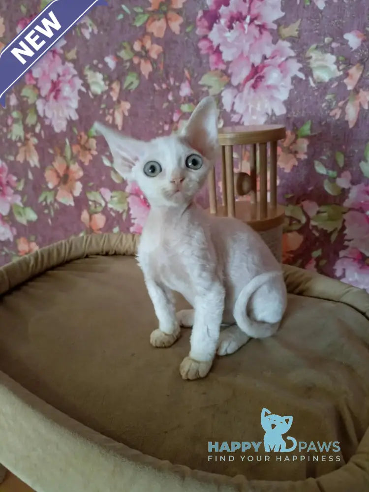 Harry Devon Rex male white live animals
