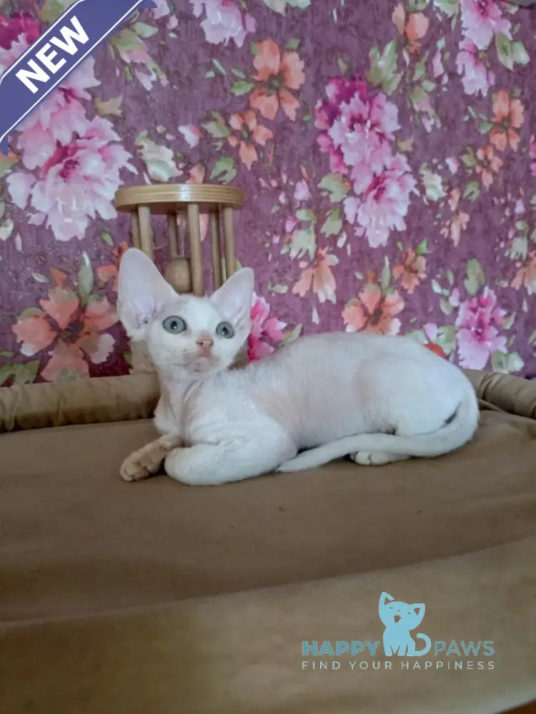 Harry Devon Rex male white live animals