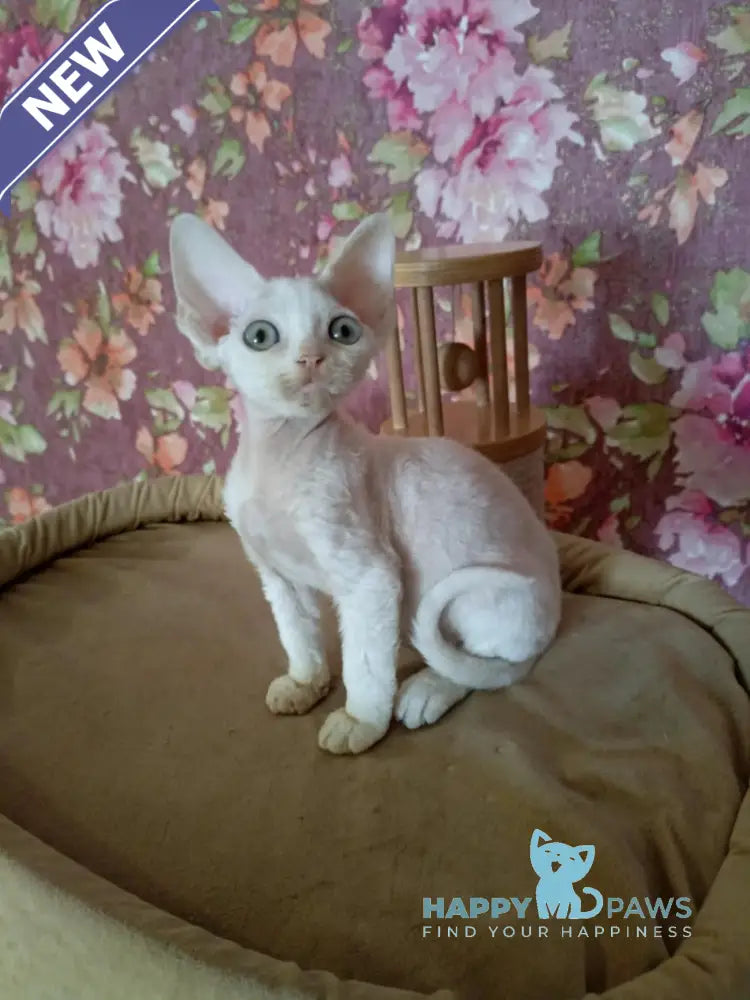 Harry Devon Rex male white live animals