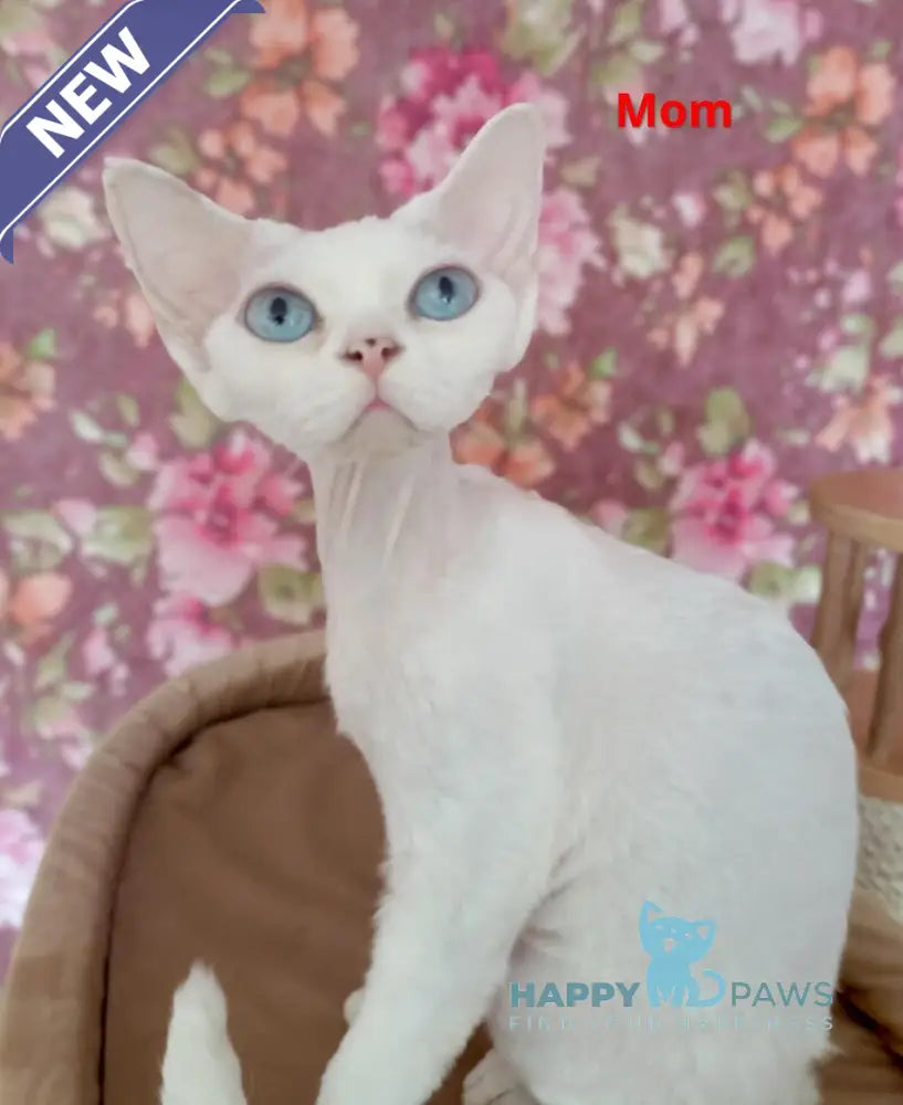 Harry Devon Rex male white live animals