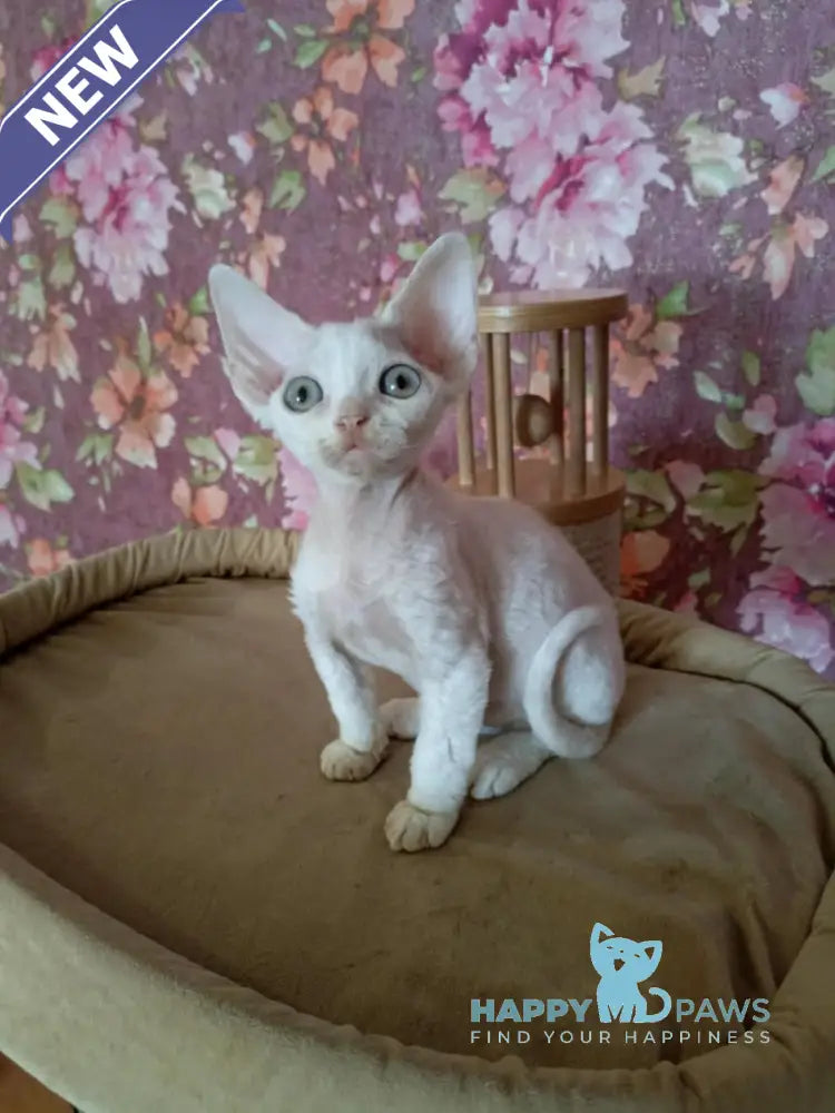 Harry Devon Rex male white live animals