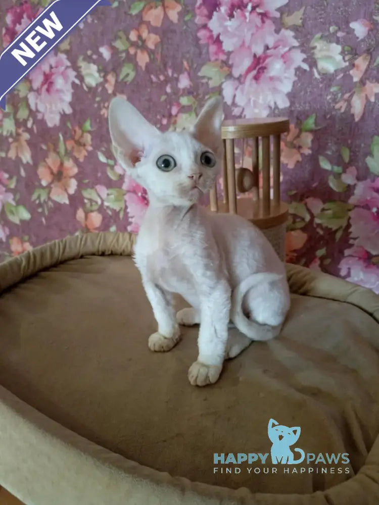 Harry Devon Rex male white live animals