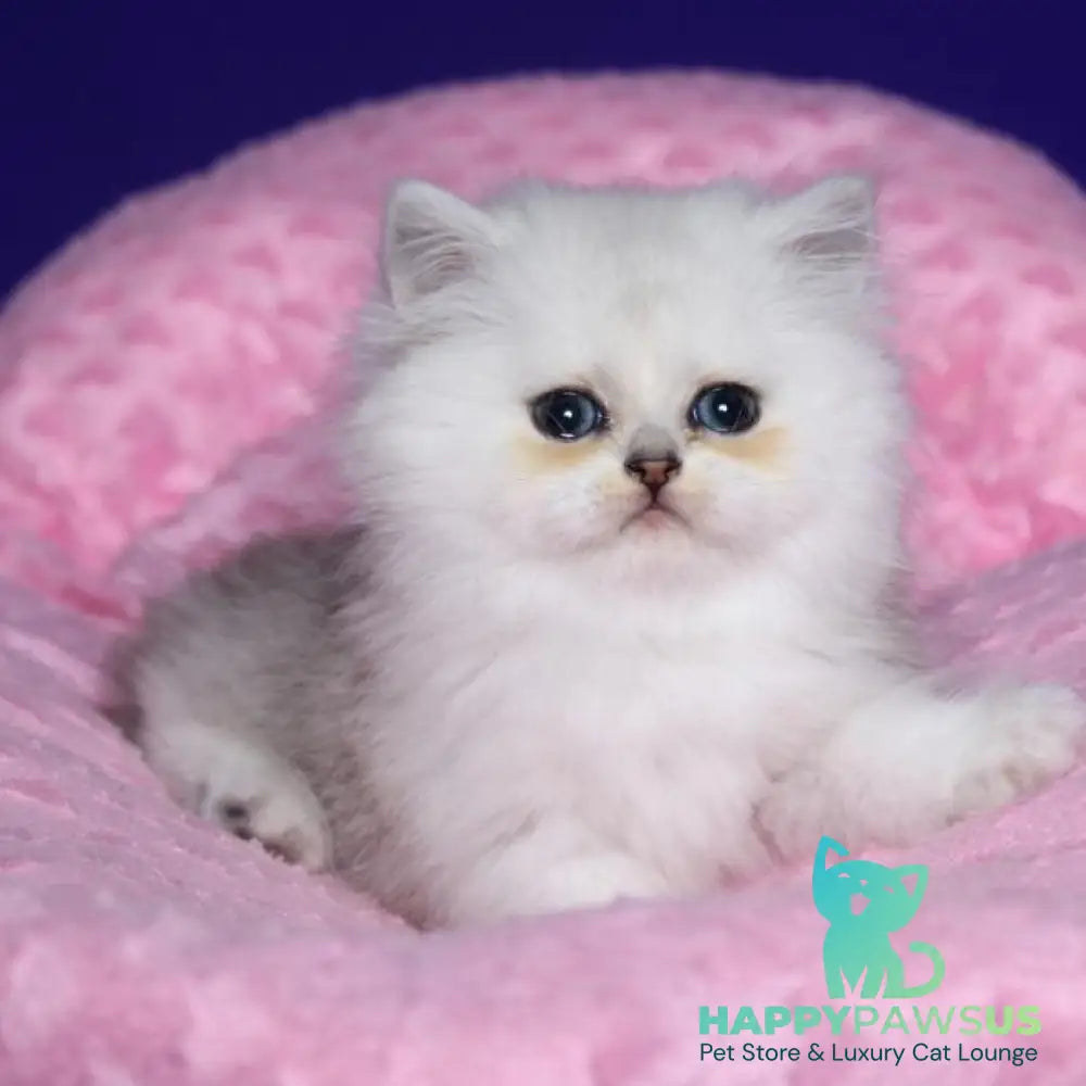 Harry Persian male black silver shaded - live animals