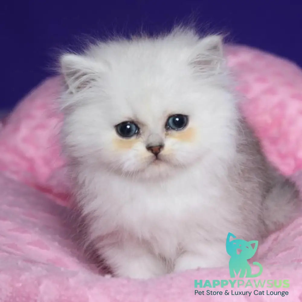 Harry Persian male black silver shaded - live animals