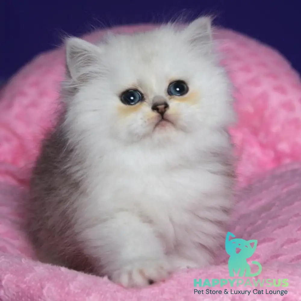 Harry Persian male black silver shaded - live animals
