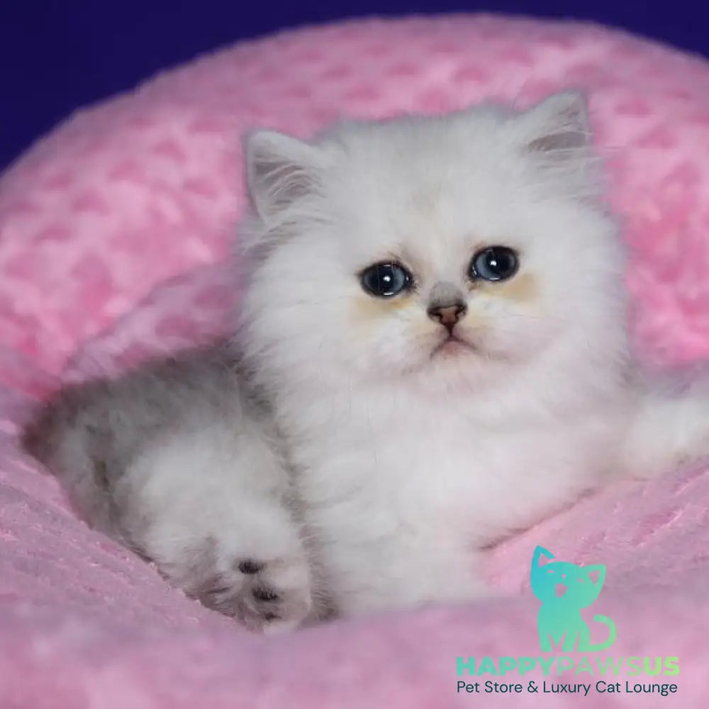 Harry Persian male black silver shaded - live animals