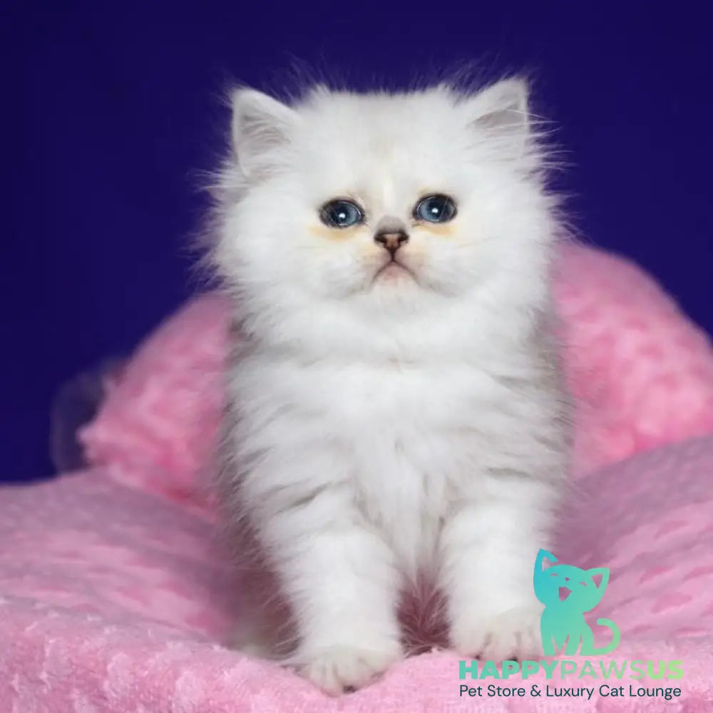 Harry Persian male black silver shaded - live animals