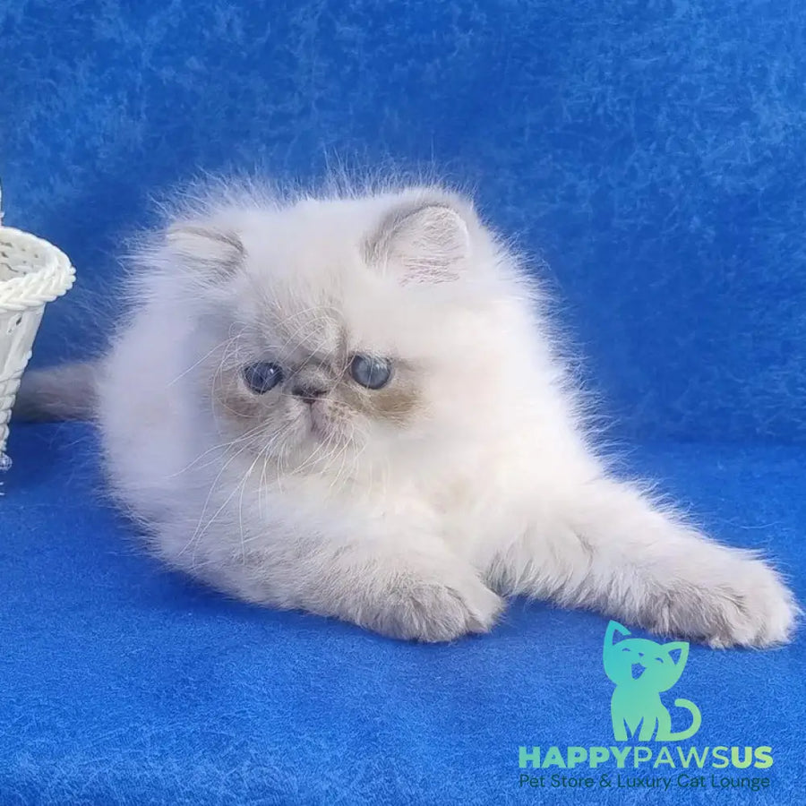 Harry Persian male blue pointed - live animals