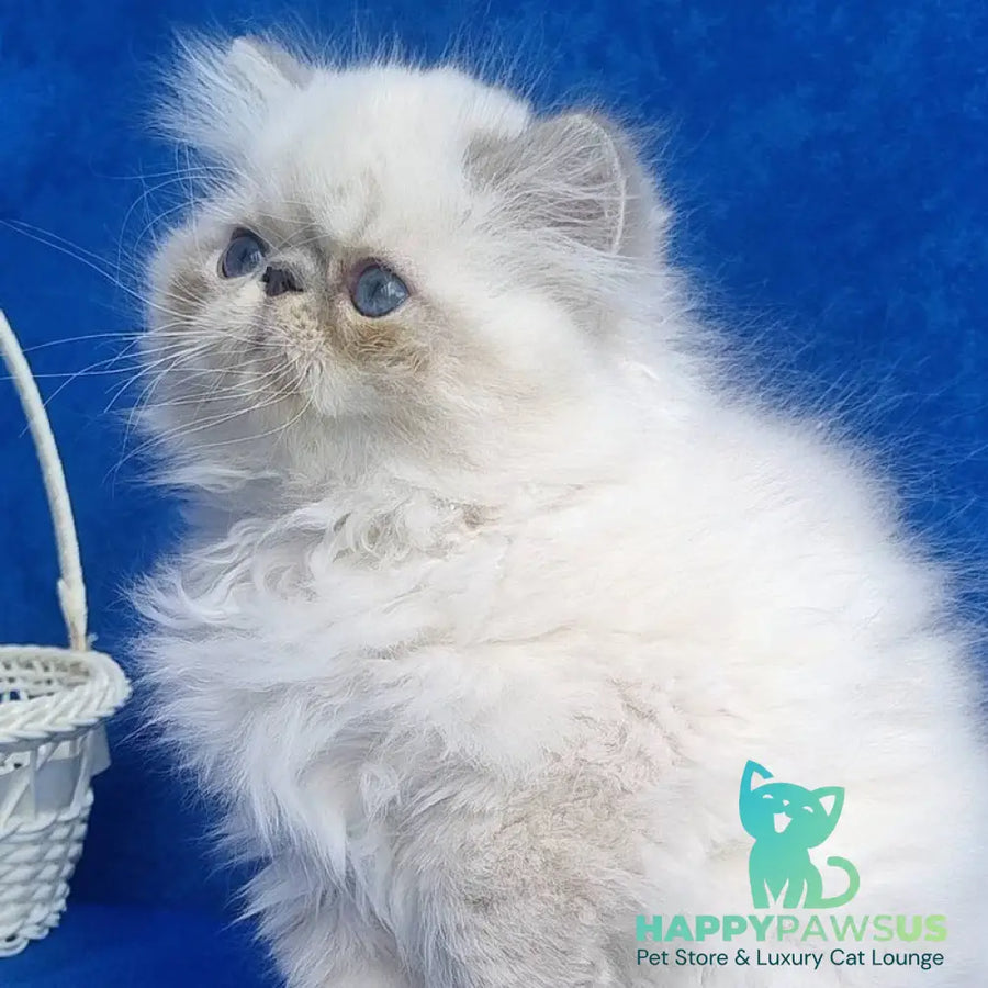 Harry Persian male blue pointed - live animals