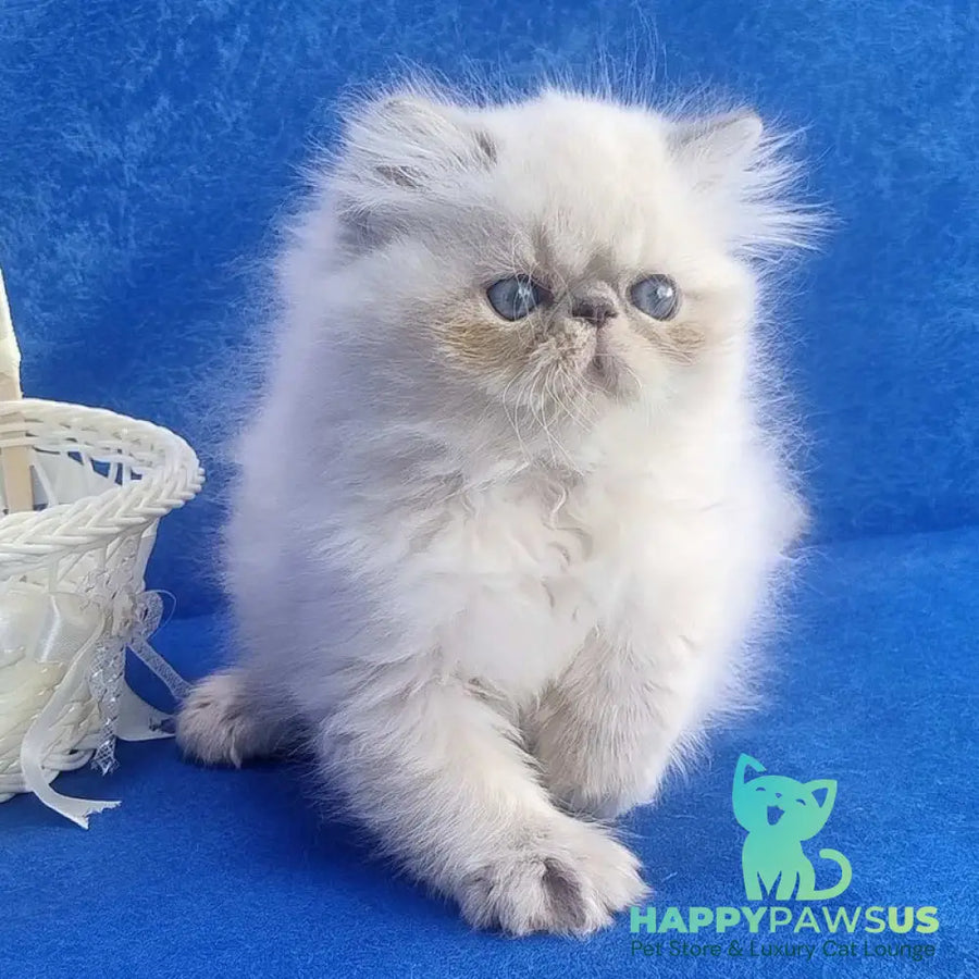 Harry Persian male blue pointed - live animals