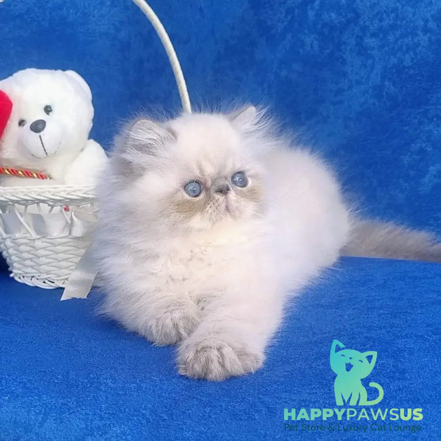 Harry Persian male blue pointed - live animals