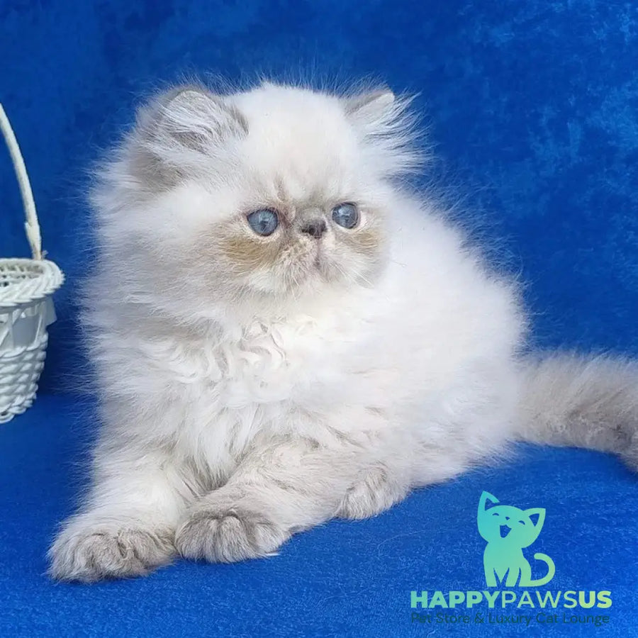 Harry Persian male blue pointed - live animals