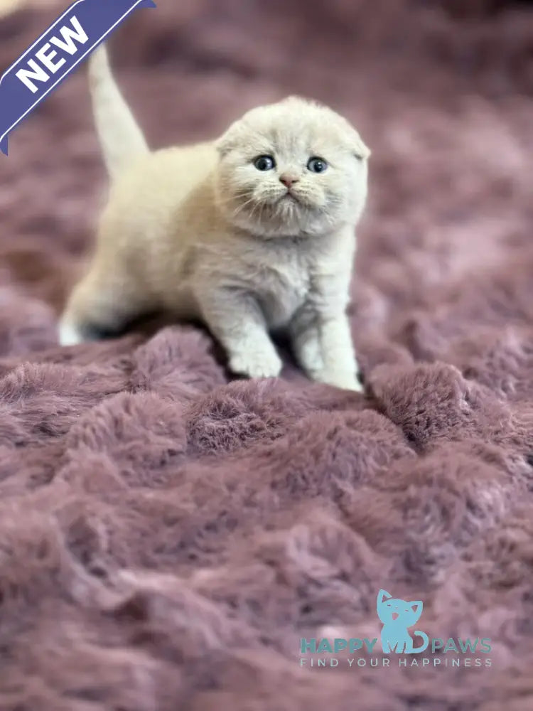 Harry Scottish Fold male fawn live animals