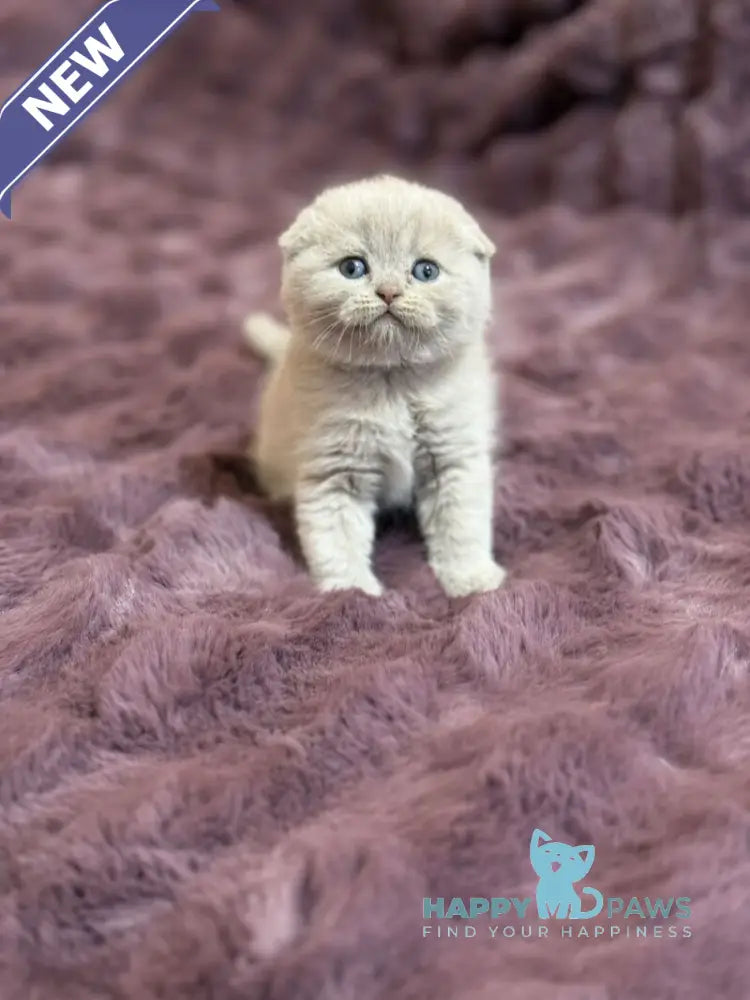 Harry Scottish Fold male fawn live animals