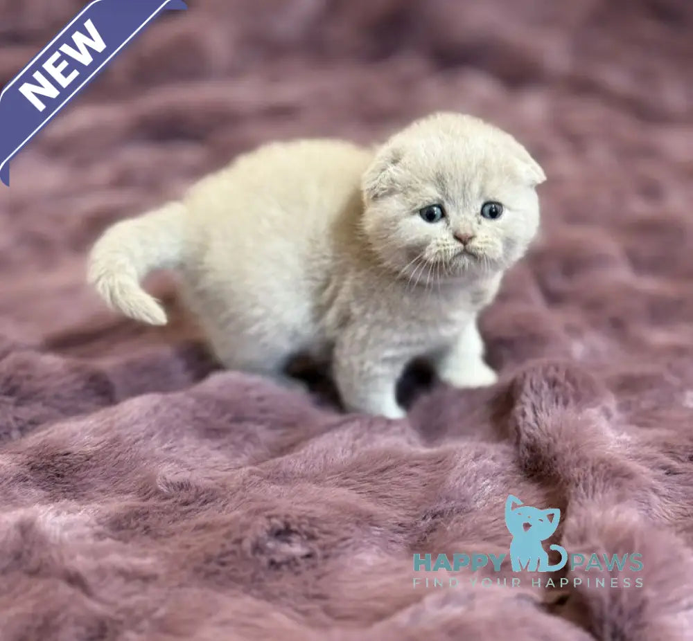 Harry Scottish Fold male fawn live animals
